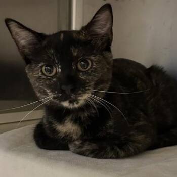 Violet -  Domestic Short Hair Cat for Adoption in Merriam, Kansas - Violet | PetCurious