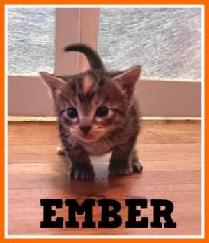 Ember -  Domestic Short Hair Cat for Adoption in Valley City, North Dakota - Ember | PetCurious