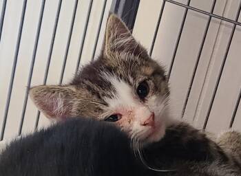 Buckwheat -  Domestic Short Hair Cat for Adoption in Portland, Indiana - Buckwheat | PetCurious