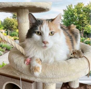 Cheesecake -  Domestic Long Hair Cat Available for Adoption in Chandler, Arizona - Cheesecake | PetCurious