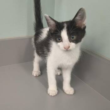 Echo -  Domestic Short Hair Cat for Adoption in Knoxville, Tennessee - Echo | PetCurious
