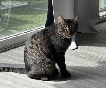 Rescue Domestic Short Hair Cats for Adoption in San Diego, California - Rexx | PetCurious