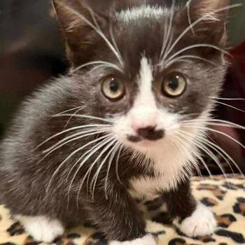 Rescue Domestic Short Hair Cats for Adoption in Eagle Mountain, Utah - Pubert Addams Shaw | PetCurious