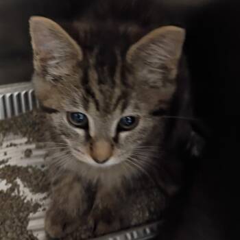 Weasel -  Domestic Short Hair Cat for Adoption in Greenville, South Carolina - Weasel | PetCurious