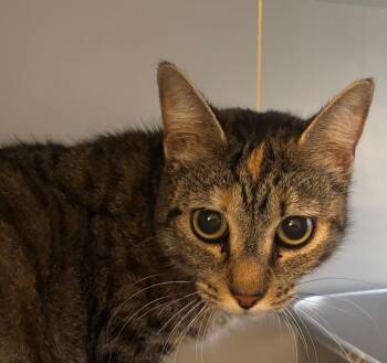 Domestic Short Hair Cats Available for Adoption in Gorham, Maine - Sap | PetCurious