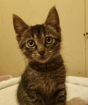 Rescue Domestic Short Hair Cats for Adoption in Seven Valleys, Pennsylvania - Ivan | PetCurious