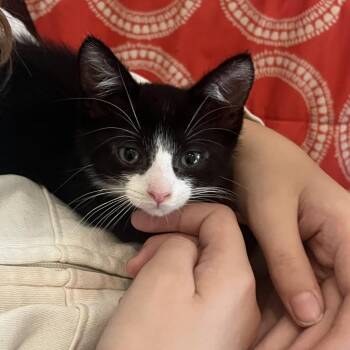 26-301 Simon -  Domestic Short Hair Cat for Adoption in North Branford, Connecticut - 26-301 Simon | PetCurious