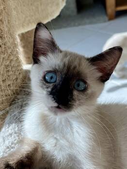 Jewel -  Siamese and Domestic Short Hair Cat for Adoption in Boca Raton, Florida - Jewel | PetCurious