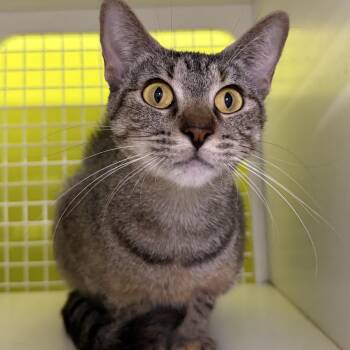 Gretta Garbo -  Domestic Short Hair Cat for Adoption in Fort Worth, Texas - Gretta Garbo | PetCurious