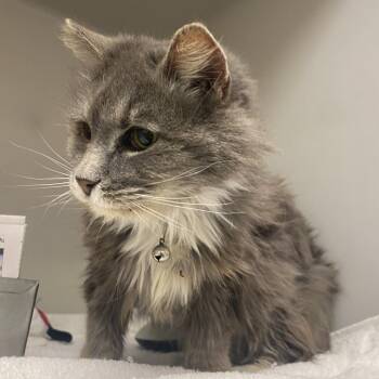 Domestic Medium Hair Cats Available for Adoption in Harrisonburg, Virginia - 70868 | PetCurious