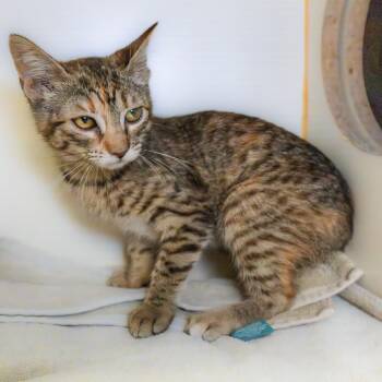 Pop -  Domestic Short Hair Cat for Adoption in South Elgin, Illinois - Pop | PetCurious