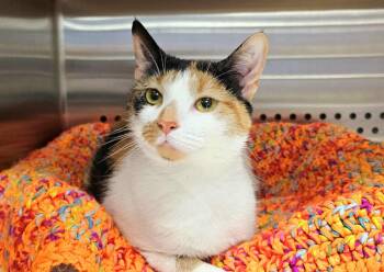 Rescue Calico Cats for Adoption in Oak Ridge, Tennessee - Ballet | PetCurious