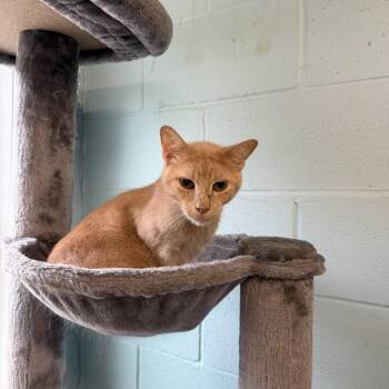 Denver -  Domestic Short Hair Cat for Adoption in Warren, Ohio - Denver | PetCurious