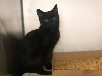 KIRBY MITCHEL -  Domestic Short Hair Cat for Adoption in Fort Wayne, Indiana - KIRBY MITCHEL | PetCurious