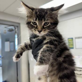 Claw -  Domestic Medium Hair Cat for Adoption in Evansville, Indiana - Claw | PetCurious