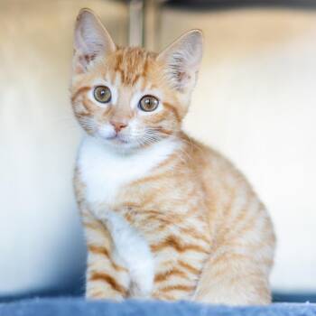 Vada -  Domestic Short Hair Cat for Adoption - Vada | PetCurious