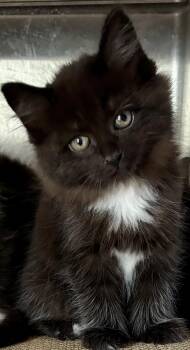 Raven -  Domestic Long Hair Cat for Adoption in Sandusky, Michigan - Raven | PetCurious
