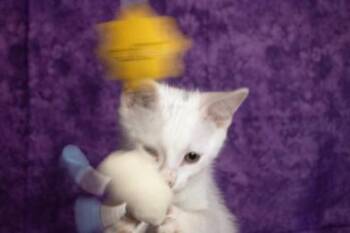 Danny -  Domestic Short Hair Cat for Adoption in Liverpool, Texas - Danny | PetCurious