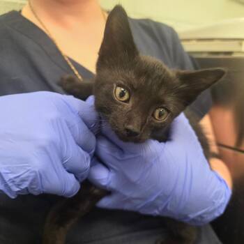 Greenday -  Domestic Short Hair Cat for Adoption in Chattanooga, Tennessee - Greenday | PetCurious
