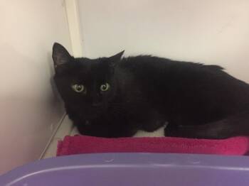 Domestic Medium Hair Cats Available for Adoption in Youngtown, Arizona - Shadow | PetCurious