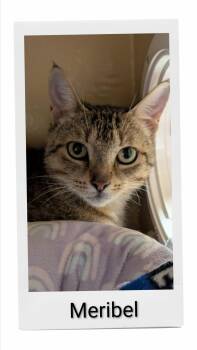 Meribel -  Domestic Short Hair Cat for Adoption in Caistor Centre, Ontario - Meribel | PetCurious