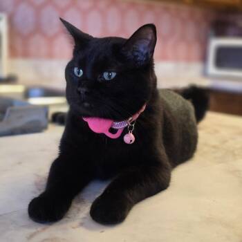 Brooke -  Domestic Short Hair Cat for Adoption in Long Beach, California - Brooke | PetCurious