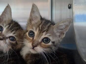 A1049376 -  Domestic Short Hair Cat for Adoption in Martinez, California - A1049376 | PetCurious