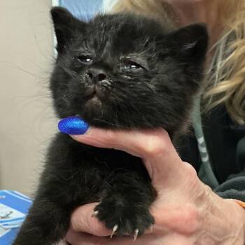 Domestic Short Hair Cats Available for Adoption - Bacon | PetCurious