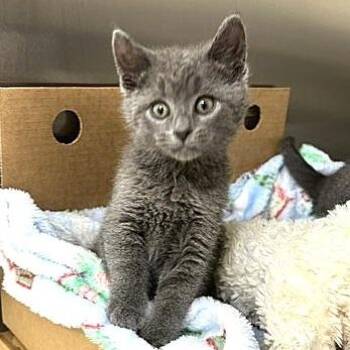 Domestic Short Hair Cats Available for Adoption - Davida | PetCurious