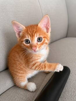 Cornflake -  Domestic Short Hair Cat for Adoption in Sebastian, Florida - Cornflake | PetCurious