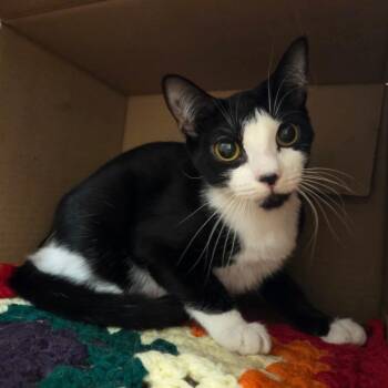 Echo -  Domestic Short Hair Cat for Adoption in Ballston Spa, New York - Echo | PetCurious