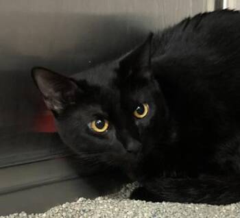 Domestic Short Hair Cats Available for Adoption in Cincinnati, Ohio - Kiitti | PetCurious