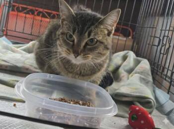 Chloe -  Domestic Short Hair Cat Available for Adoption in Olney, Illinois - Chloe | PetCurious