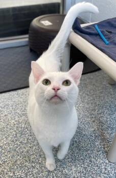 Frosty -  Domestic Short Hair Cat for Adoption in Stafford, Virginia - Frosty | PetCurious