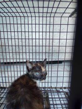 A2477547 -  Domestic Short Hair Cat for Adoption in Fort Lauderdale, Florida - A2477547 | PetCurious