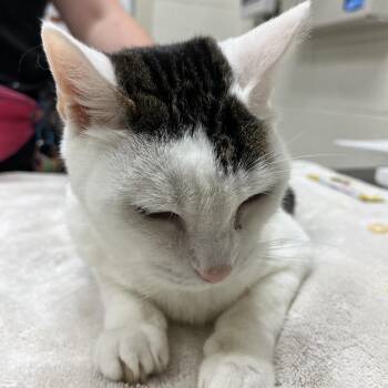 Meeko -  Domestic Short Hair Cat for Adoption in Murray, Utah - Meeko | PetCurious