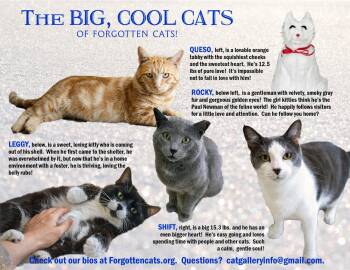 Big Cats:  11+ pounds, Part 3 -  Domestic Short Hair Cat for Adoption in Greenville, Delaware - Big Cats:  11+ Pounds, Part 3 | PetCurious