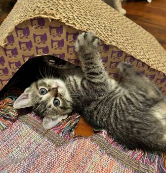 Iris -  Domestic Short Hair Cat for Adoption in Columbia, Illinois - Iris | PetCurious