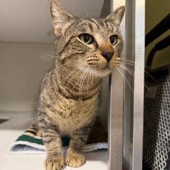 Guinness -  Domestic Short Hair Cat for Adoption in Chesapeake, Virginia - Guinness | PetCurious
