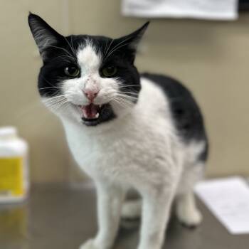 Rescue Domestic Short Hair Cats for Adoption in Clavet, Saskatchewan - Cap'n Crunch | PetCurious