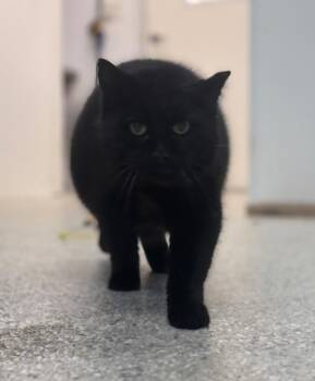 Domestic Long Hair Cats Available for Adoption - Angus | PetCurious