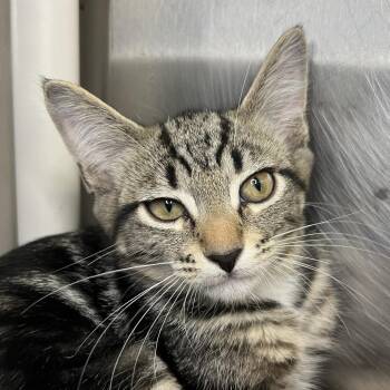 Bedford -  American Shorthair Cat for Adoption in Palm Springs, California - Bedford | PetCurious