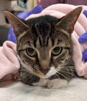 Boo -  Domestic Short Hair Cat for Adoption in Fishers, Indiana - Boo | PetCurious