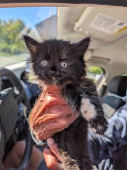 Rescue Domestic Long Hair Cats for Adoption in Hamilton, Ohio - Tilly Toes | PetCurious