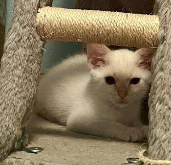 Sky -  Siamese Cat for Adoption in Urbandale, Iowa - Sky | PetCurious