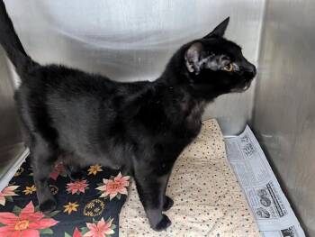 Meeka -  Domestic Short Hair Cat for Adoption in Springfield, Illinois - Meeka | PetCurious