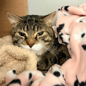 Rescue Domestic Short Hair Cats for Adoption in New York, New York - Peaches | PetCurious