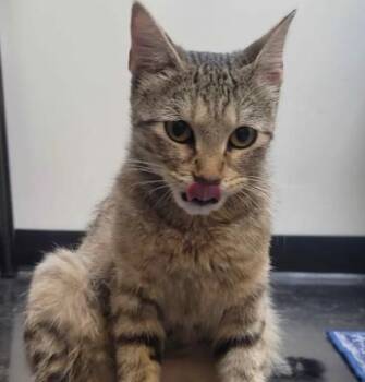 Asia -  Domestic Short Hair Cat for Adoption in Memphis, Tennessee - Asia | PetCurious