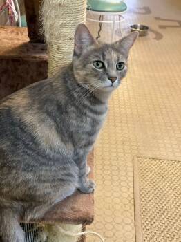 Emi -  Dilute Calico and Domestic Short Hair Cat for Adoption in Phoenix, Arizona - Emi | PetCurious