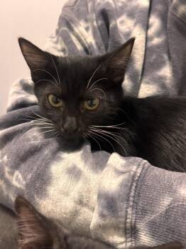 Miley Kay -  Domestic Short Hair Cat for Adoption in Dallas, Texas - Miley Kay | PetCurious